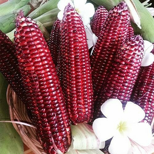 US FARM 40 Organic Rare RUBY QUEEN RED CORN seeds Heirloom Popcorn rich flavor.