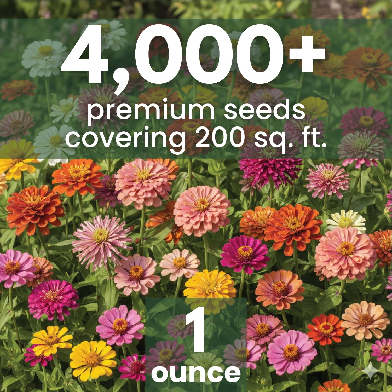 Zinnia Crazy Blend – 4,000 Seeds for Planting – 1 Ounce Pouch