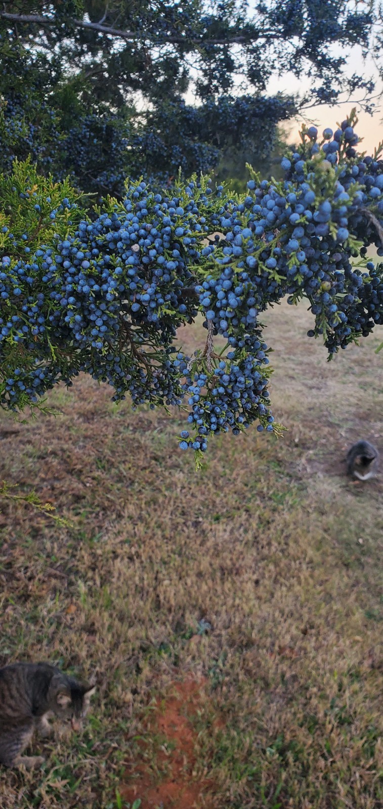 Eastern Red Cedar Seeds (Juniperus virginiana) Berries 1 oz. aprox. 700 berries