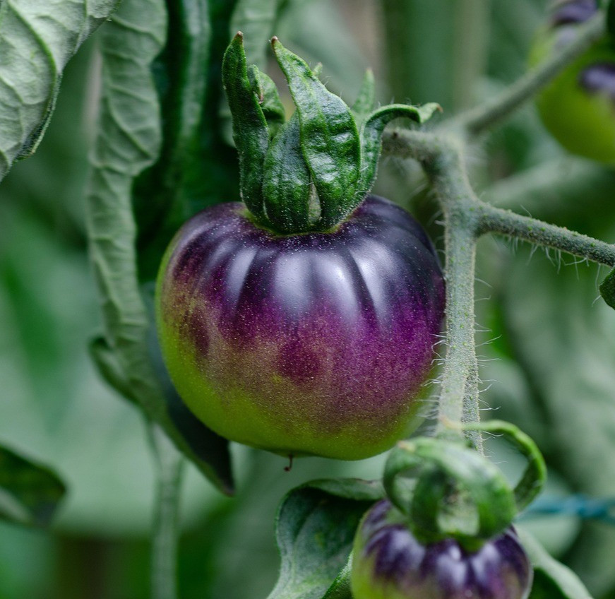 Organic Purple Tomato, Garden Heirloom, Non-GMO 5+ seeds