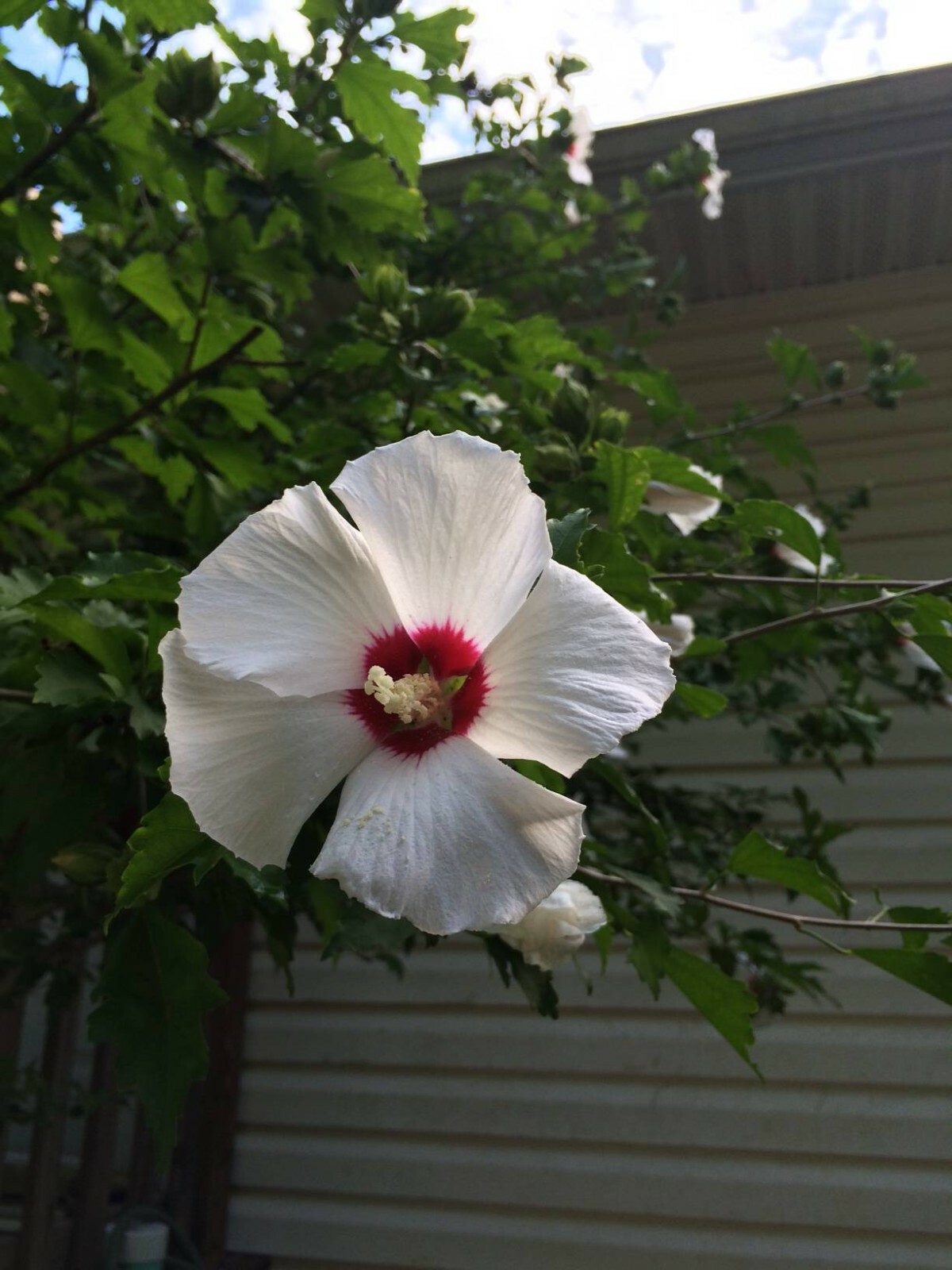 WHITE WITH CHERRY CENTER ROSE OF SHARON BUSH SHRUB 100 + Seeds USA Home Grown