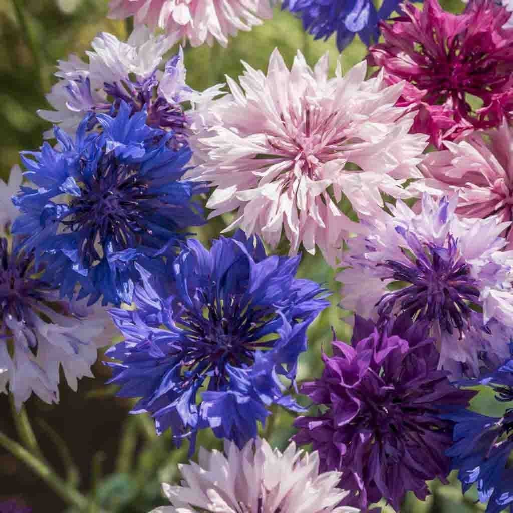 Polka Dot Mix Dwarf Bachelor Button Seeds | Cornflower Edible Flower Seed 2025