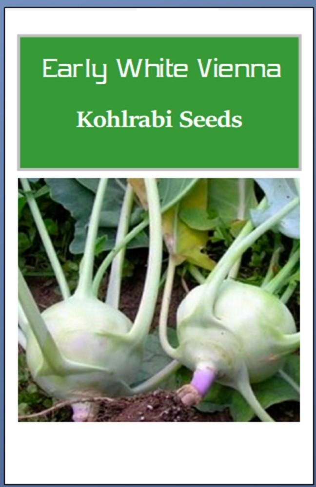 Early White Vienna Kohlrabi Seeds | NON-GMO | Heirloom | Fresh Garden Seeds