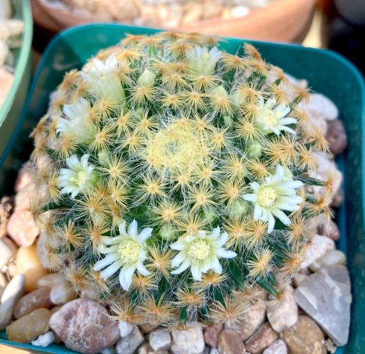 Seed- Mammillaria shiedeana white or pink fl. 25 seeds (2025)