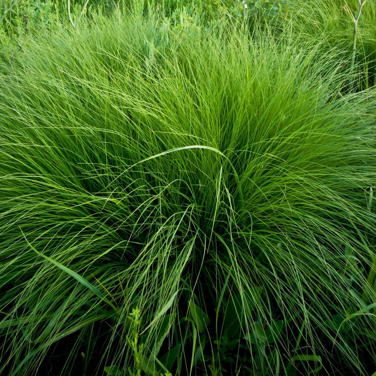 1000 Rough Dropseed Native Grass Seeds – Everwilde Farms Mylar Seed Packet