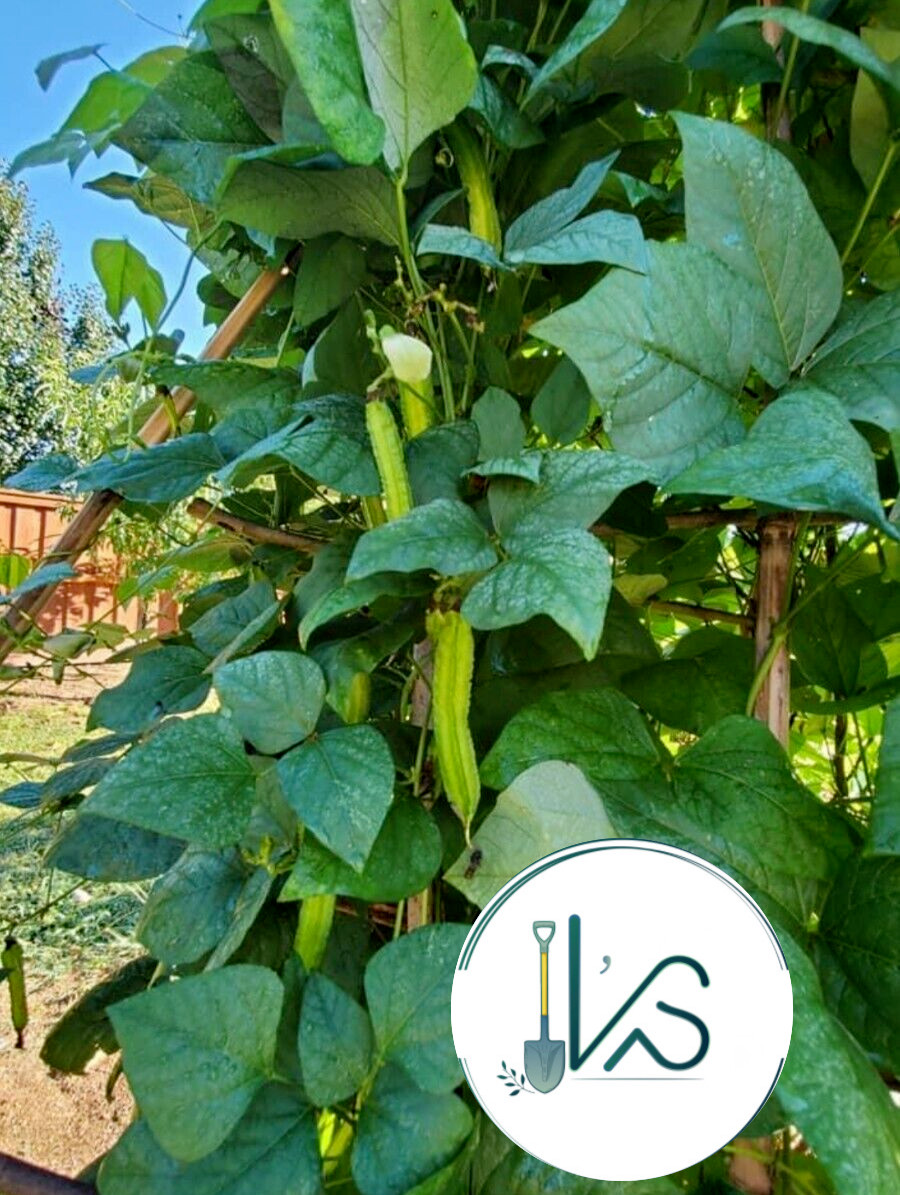 15+PCS WINGED BEAN SEEDS, DRAGON BEAN, ĐẬU RỒNG NGẮN NGÀY -HARVEST AFTER 70 DAYS