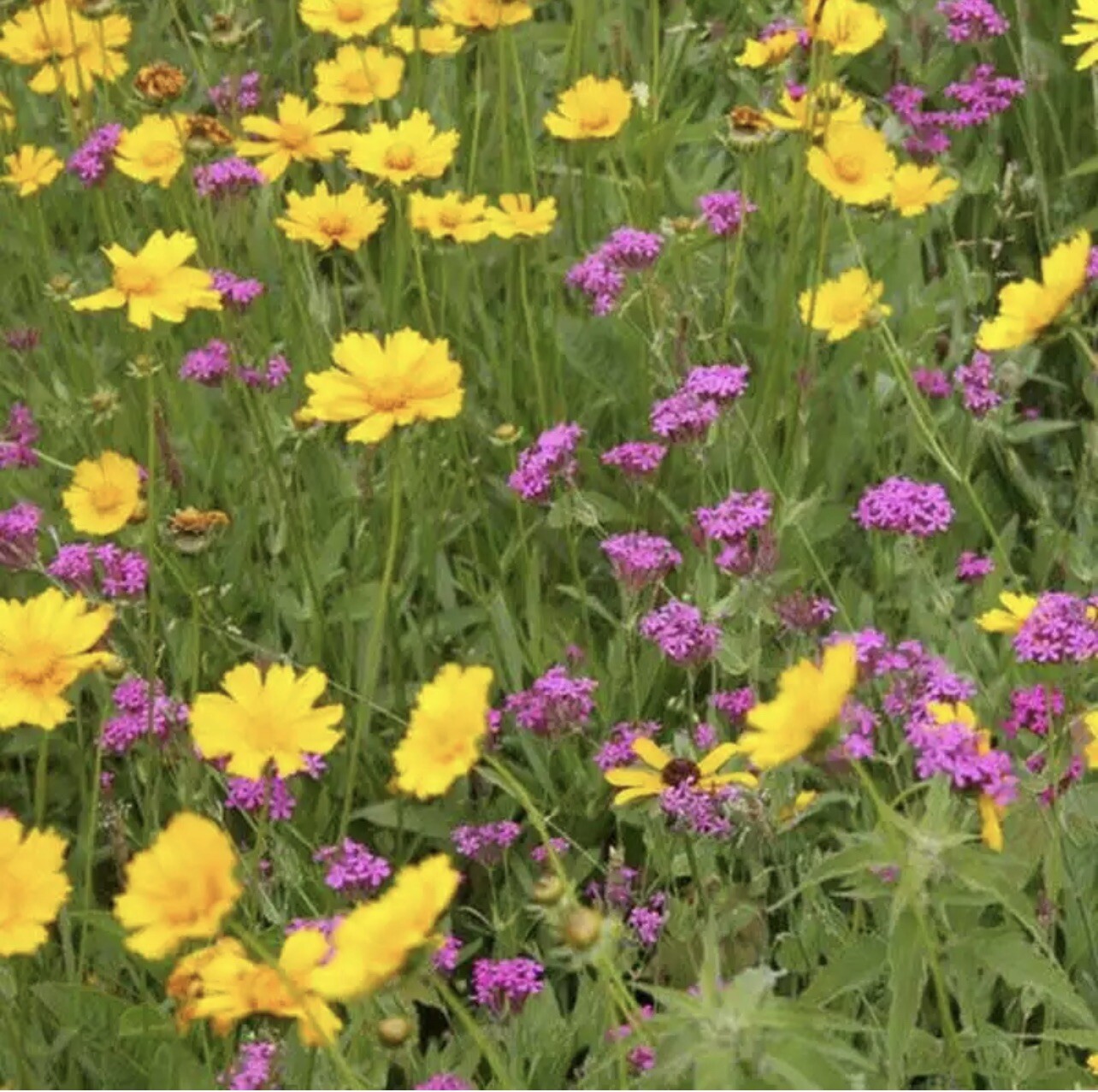 ALL PERENNIAL Mix 15 Species Flowers Butterflies Bees HEIRLOOM Non-GMO 500 Seeds