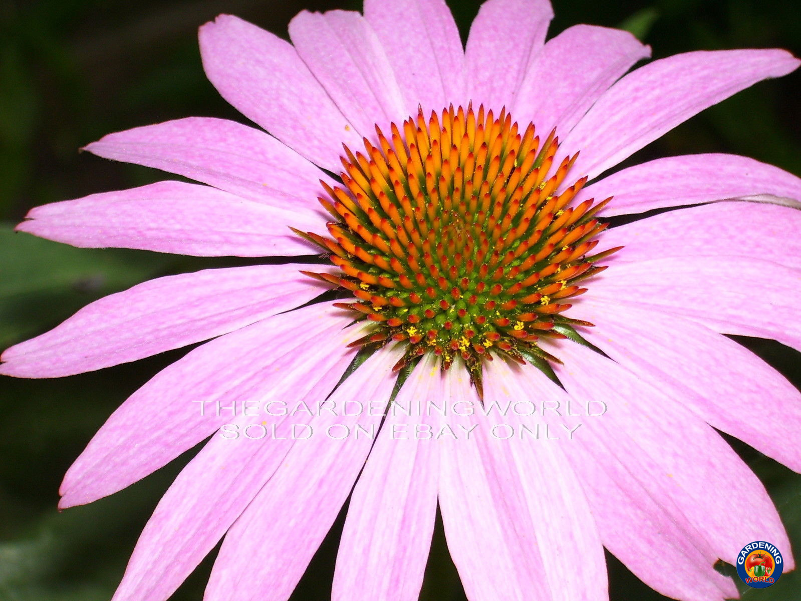 500 Echinacea Purple Coneflower Seeds Purpurea Medicinal Herb