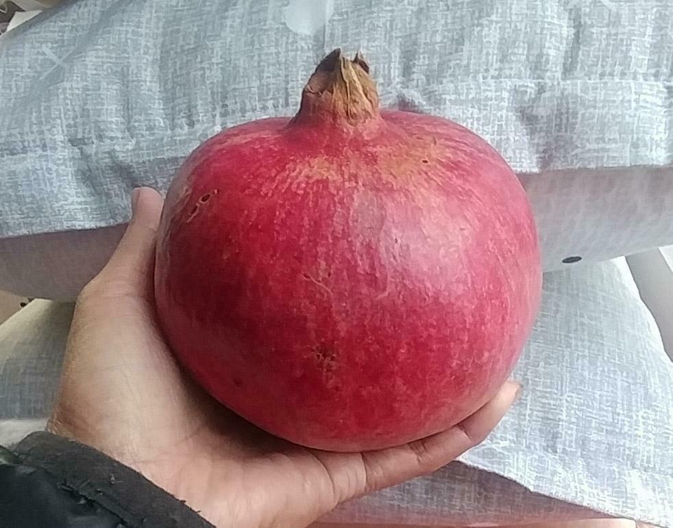 1 (One) Live Plant of LIVE PLANT of POMEGRANETE WONDERFULL 8-21″ Height