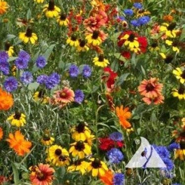 Southeast Wildflower Seed Mix – 1 lb Highly Adaptable, Easy to Grow, Low-Main…