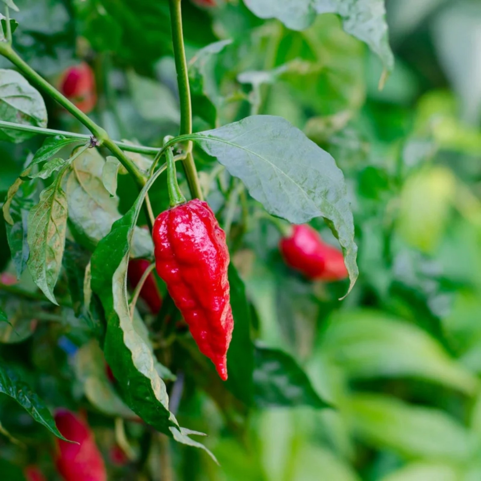 50 Ghost Pepper Seeds – Super Hot Chili Variety for Experienced Garden Growers