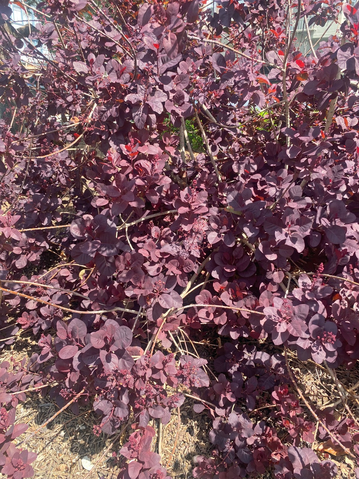 Cotinus coggygria | Smoke Bush | 10 Seeds