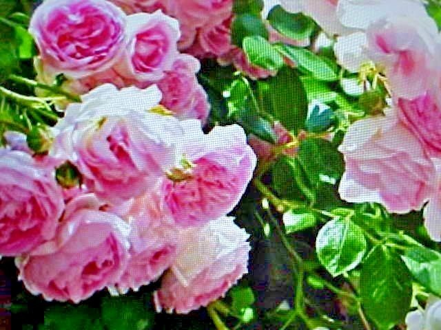 6 SEEDS FRAGRANT CLIMBING THORNLESS BABY PINK COLOR ROSE SEEDS USA TX SELLER