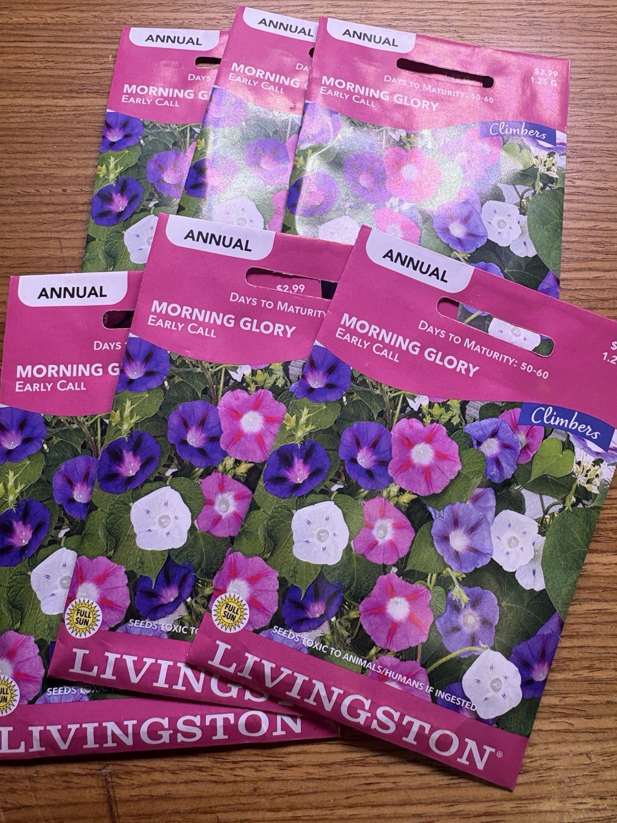 6 PACK BUNDLE Livingston Morning Glory Early Call Annual Climber tricolor Seeds