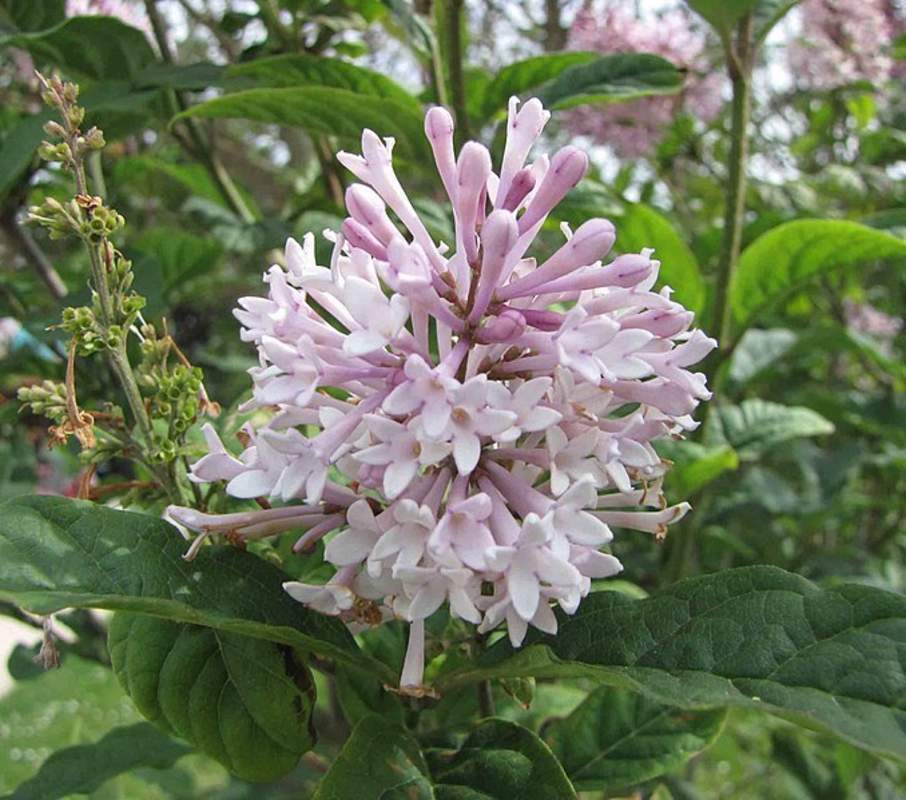 1-1000 PCS Hungarian Lilac Tree Seeds Syringa Joskaea White Purple Flower 0166