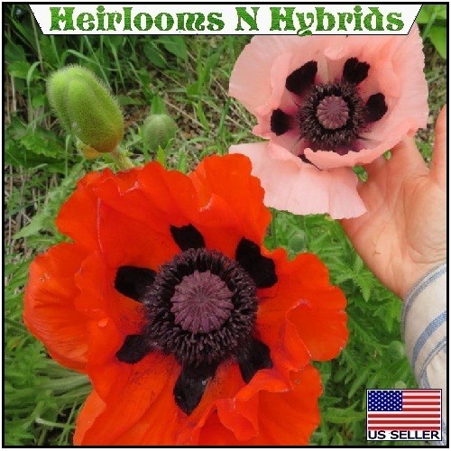 5,000+ Perennial Prince of Orange Papaver Oriental Poppy Seeds For Planting Rare