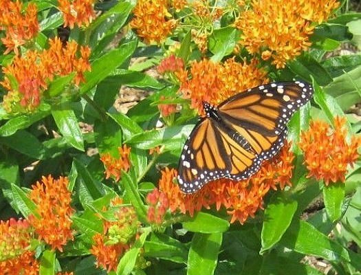 Milkweed Seed Mix 4 species Asclepias common orange swamp tropical