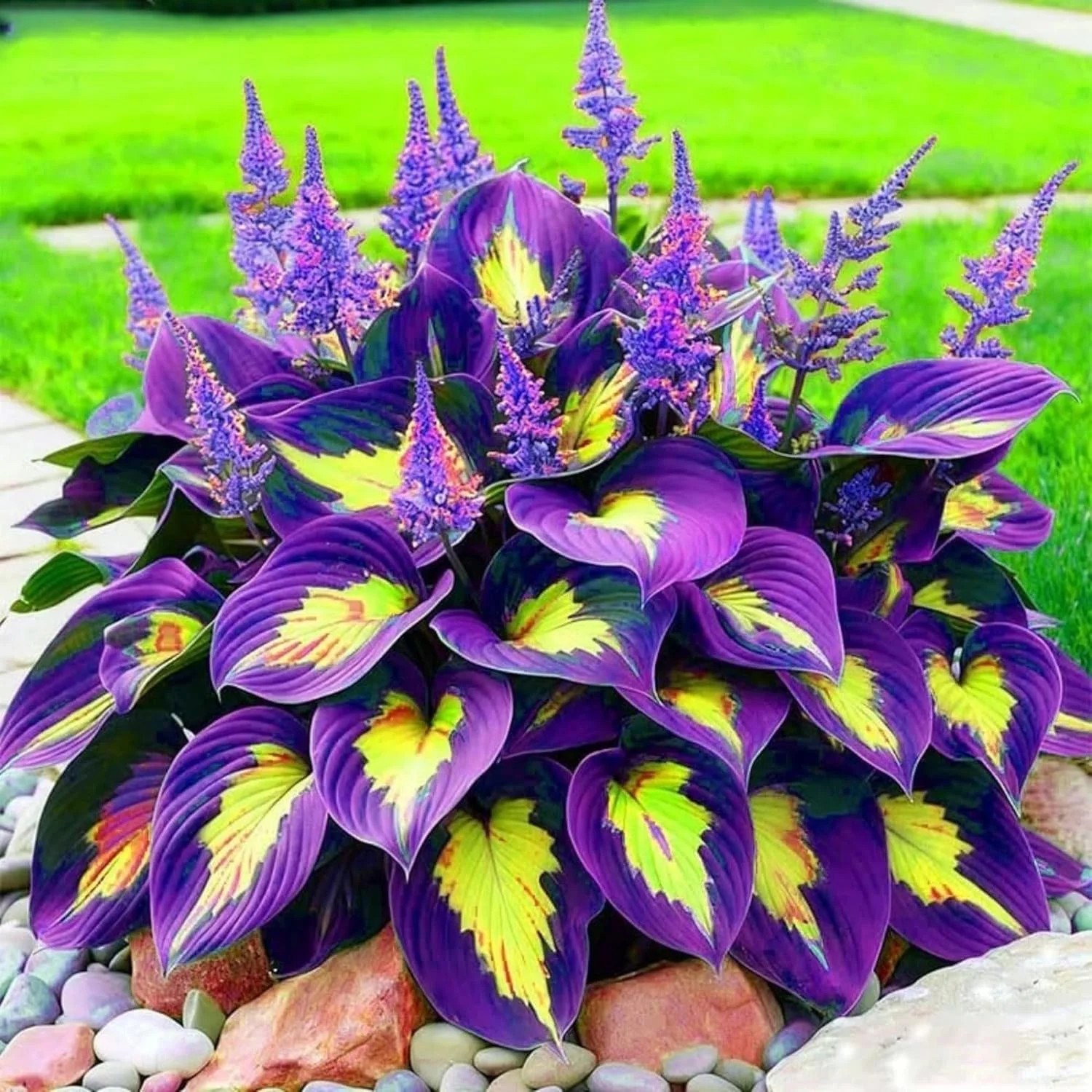 280+ Hosta Seeds for Planting Perennial Heart-Shaped Hosta Bare Roots – Rich Fol