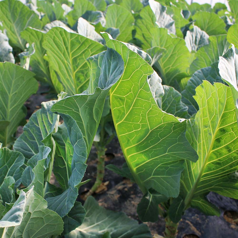 10 LBS Bayou Kale Cover Crop, Forage, & Wildlife Food Plot Seed