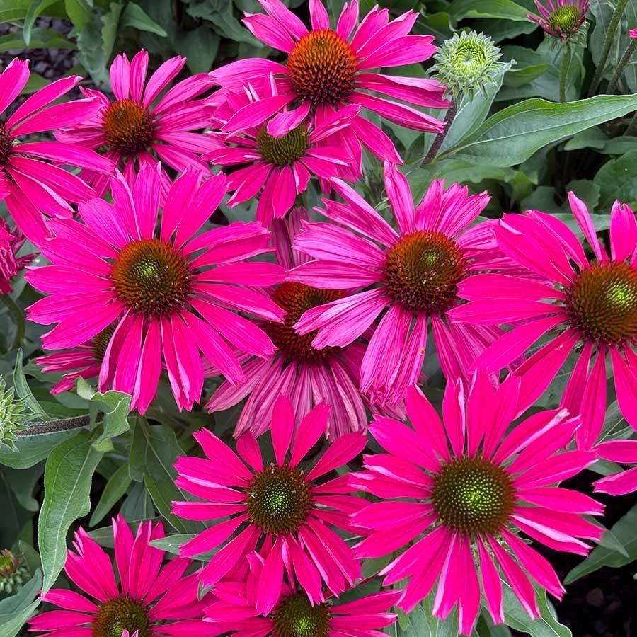 50 Baja Burgundy Coneflower Seeds Echinacea Perennial Seed Flowers US SELLER
