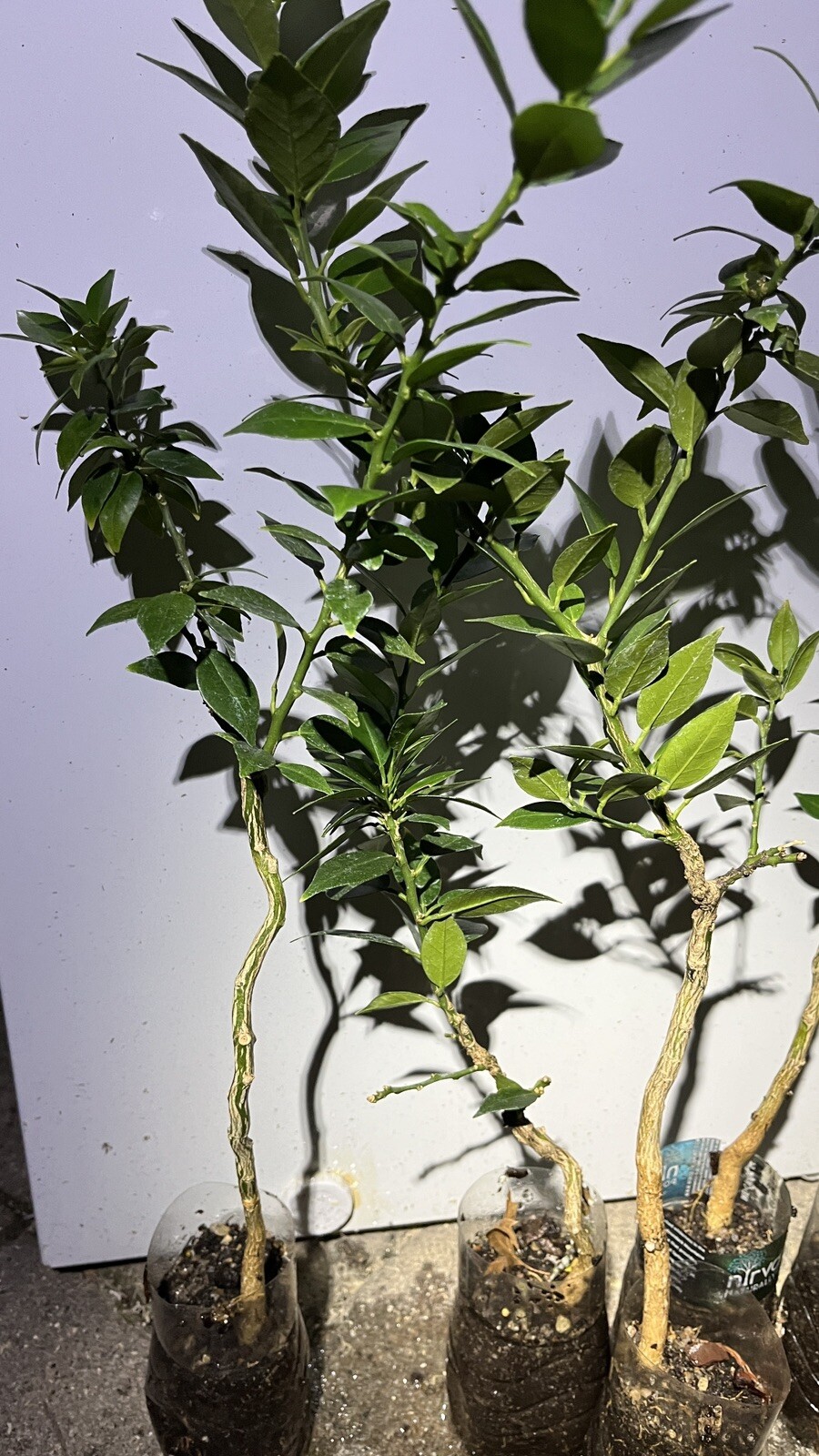 Myrtle Leaf Orange 14-20” tall (Citrus myrtifolia) Chinotto 2.5″ Pot Size