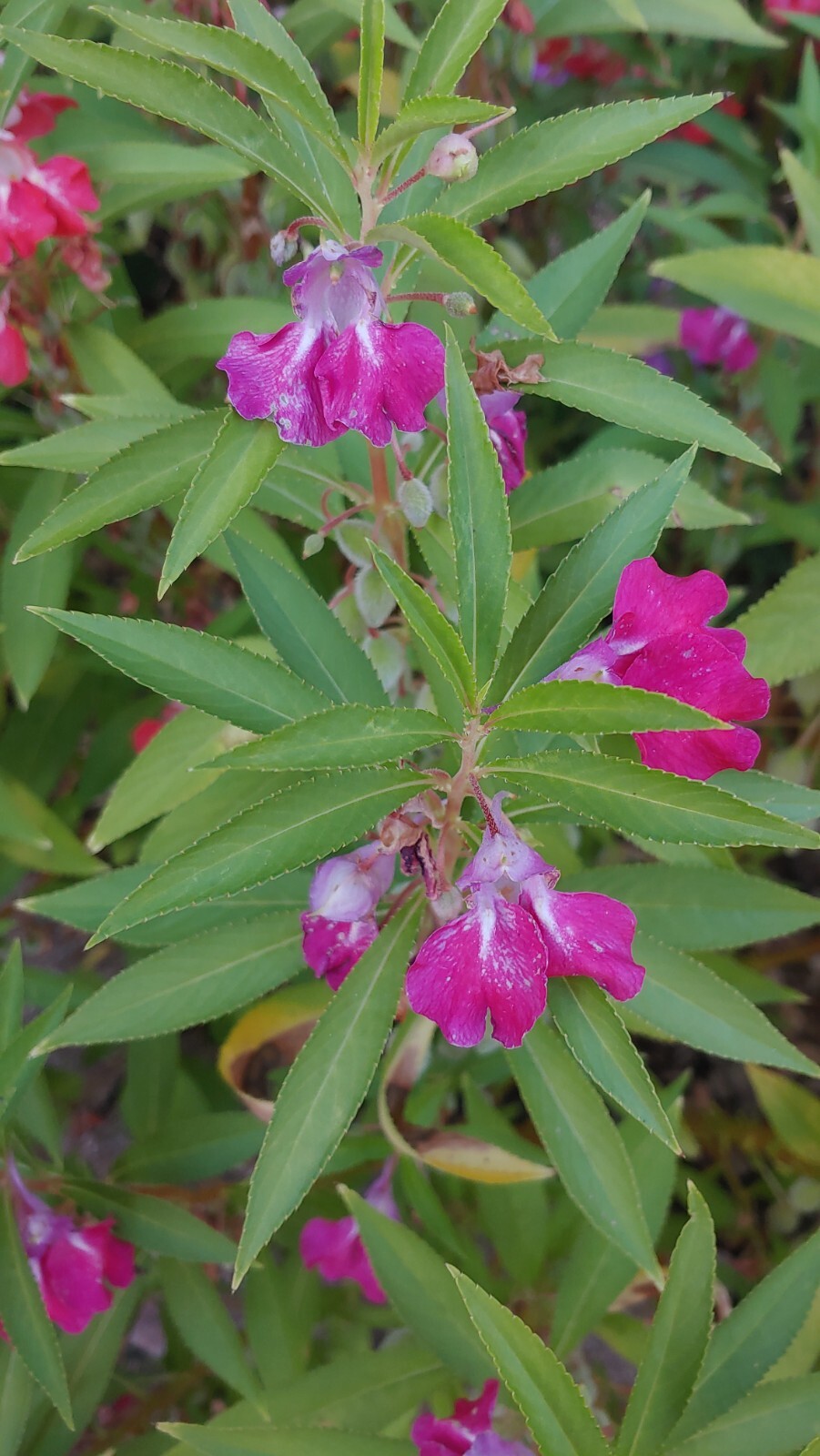 Balsam CAMELLIA FLOWERED Mix Impatiens PartShade Non-GMO 500+ Seeds