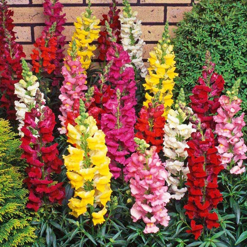 Snapdragon Seeds Liberty mix 100 seeds for 2024