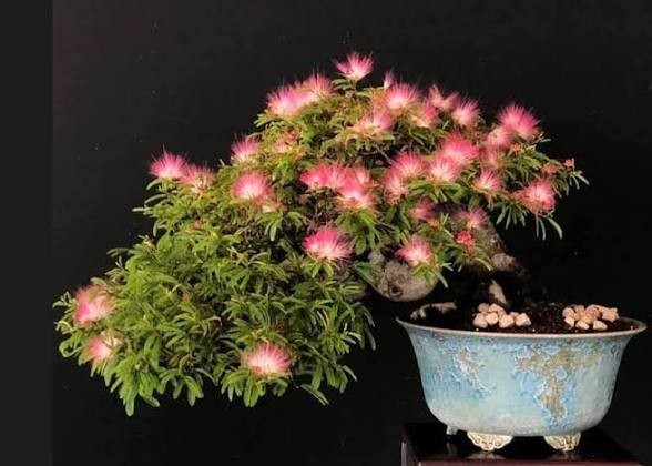 Mimosa (Persian Silk) Tree Seeds Great For Bonsai – 1,000 Seeds + Growing Guide