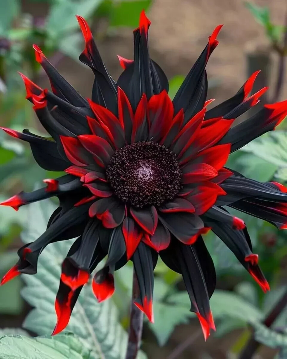 20x Moulin Rouge, Rare Red and Black Sunflower seeds, Helianthus Annuus Flower