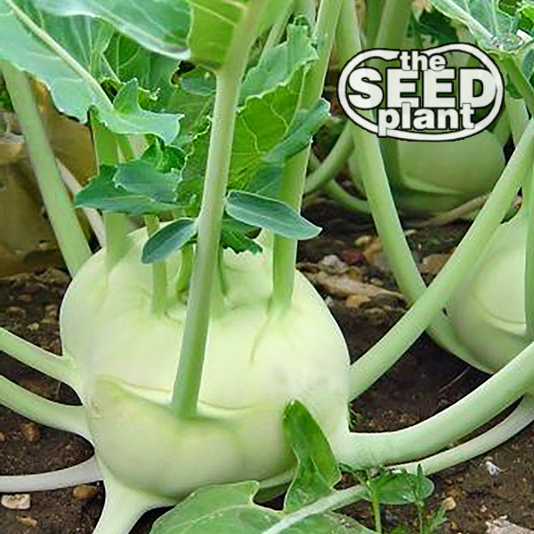 White Vienna Kohlrabi Seeds – 250 SEEDS SAME DAY SHIPPING