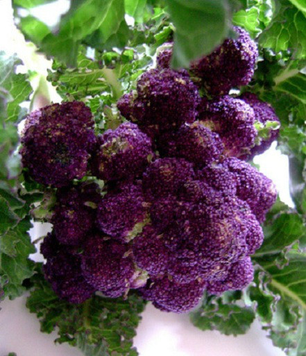 50 Purple Sprouting Broccoli Seeds 65 Days Garden Seeds