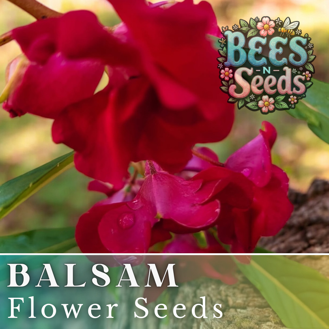 Balsam Seeds 75 Seeds Flower Seeds, Impatiens, Balsamina, Garden Patio Container