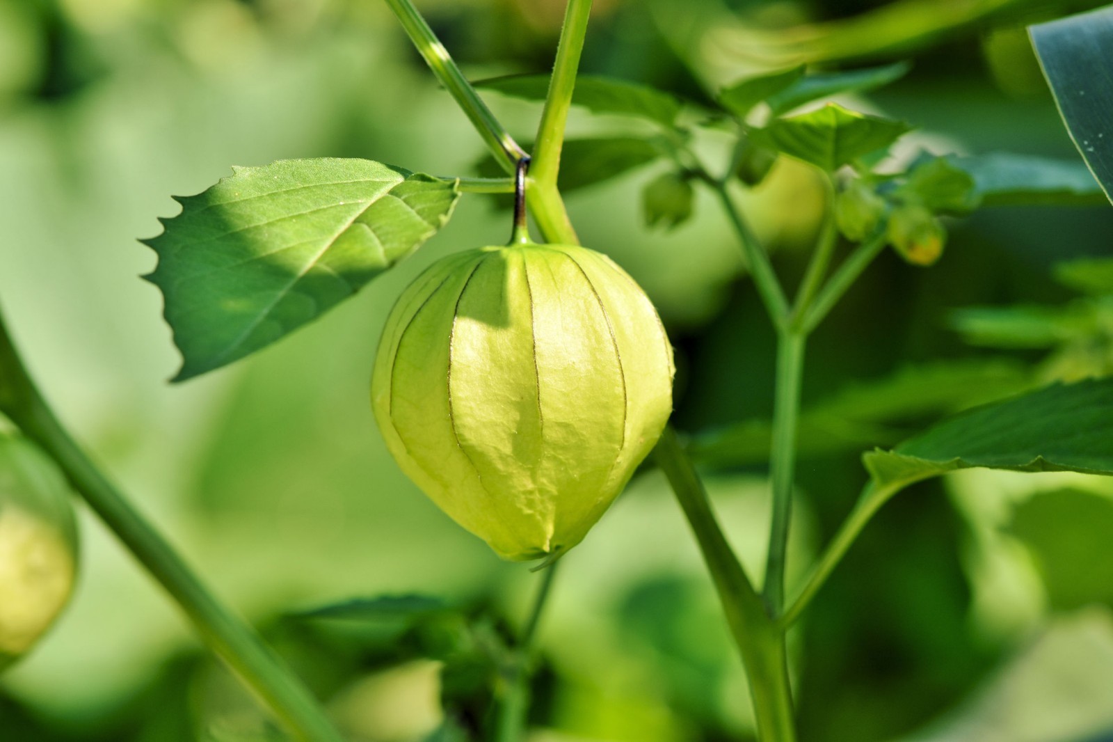 Physalis ixocarpa Tomatillo Verde Seeds Non GMO Juicy Flavorful Large Yields