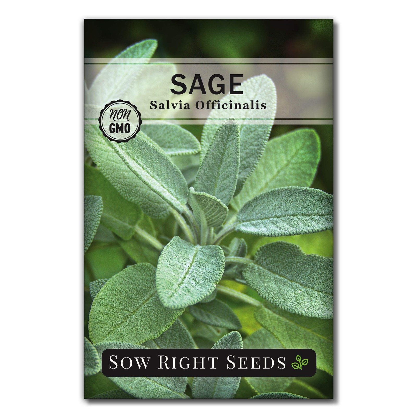 Sow Right Seeds Sage Seeds for Planting NonGMO Heirloom Packet with Instruc…