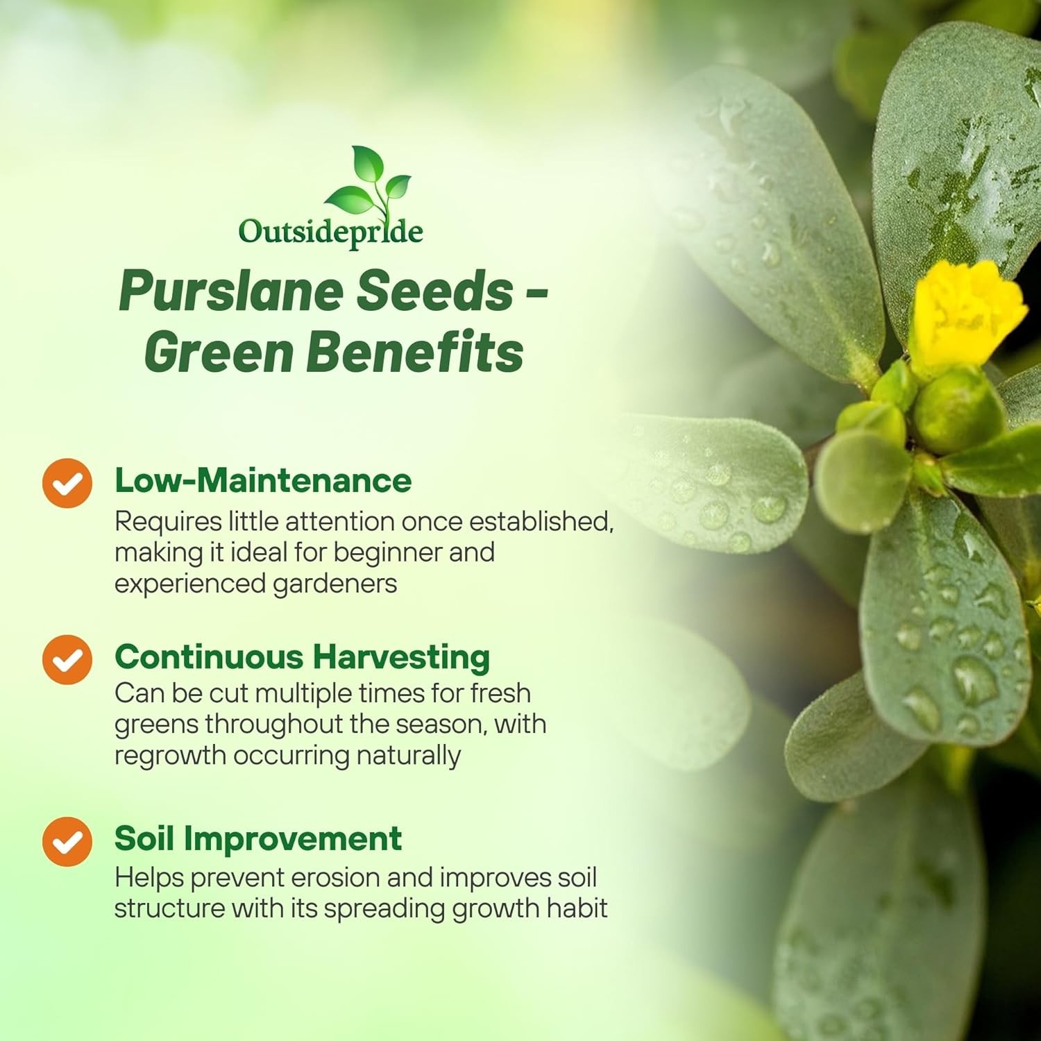 5000 Seeds Portulaca Green Purslane Herb Garden Plant Seeds