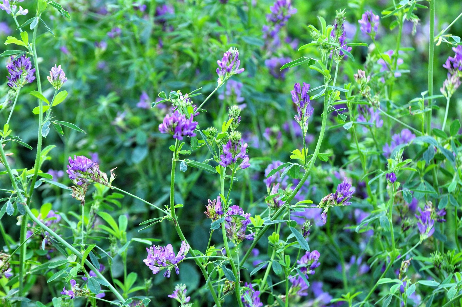 100 CIMARRON ALFALFA Medicago Sativa Ground Cover Forage Purple Flower Seeds