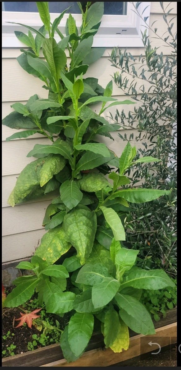 Virginia Longcut | Seed Packets| 50+ Seeds| Heirloom Nicotiana Tabacum