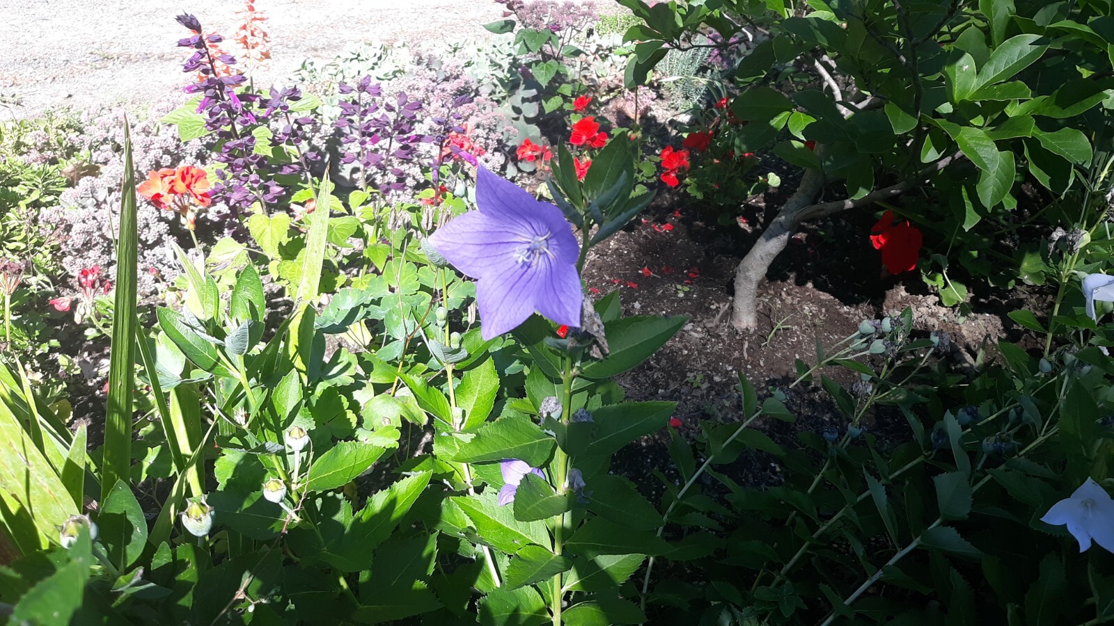 Platycodon grandiflorus, Balloon flower mix 35+ perennial seed