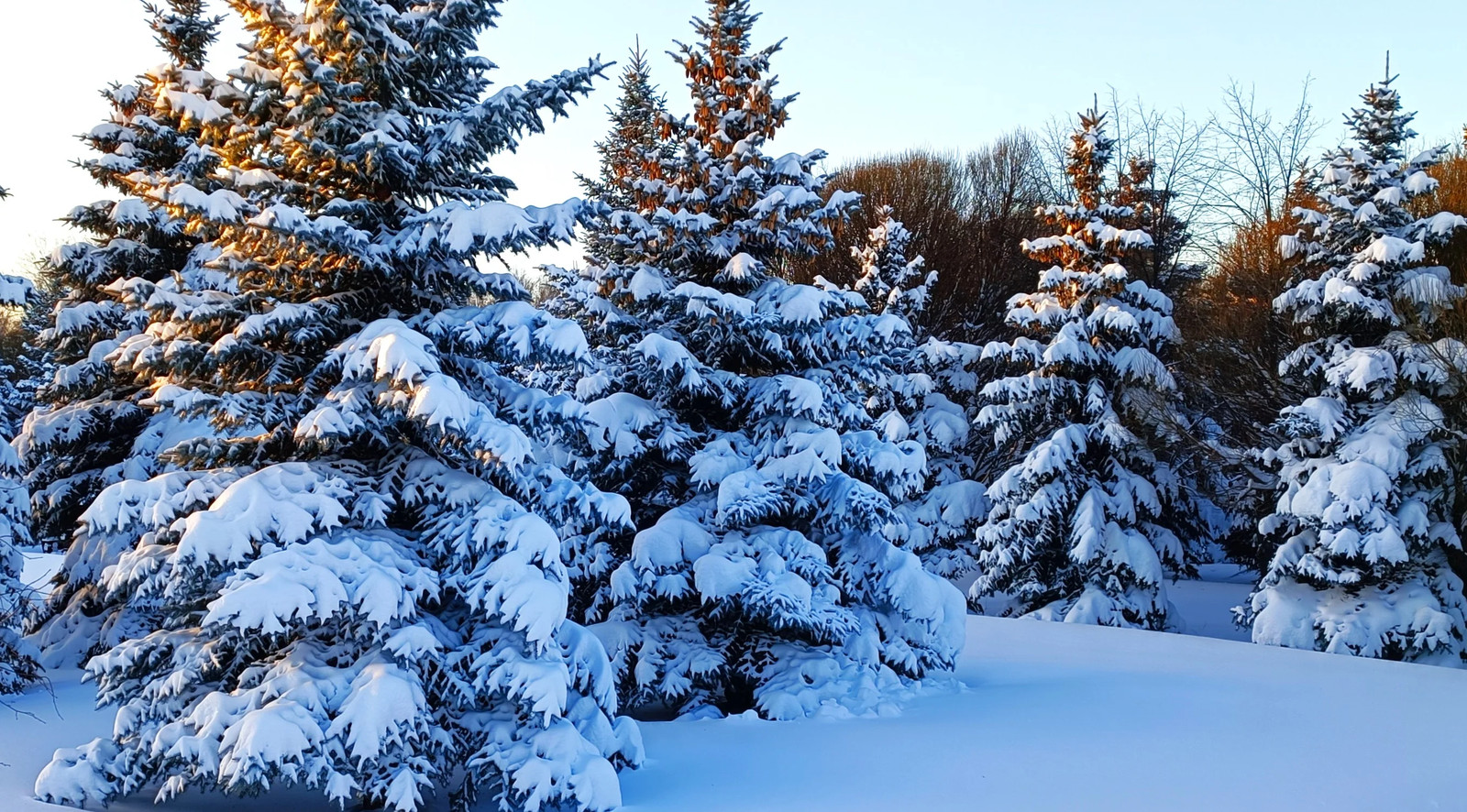 Colorado Blue Spruce Tree Seeds – For 2026 Planting Cold-Hardy Green Evergreen