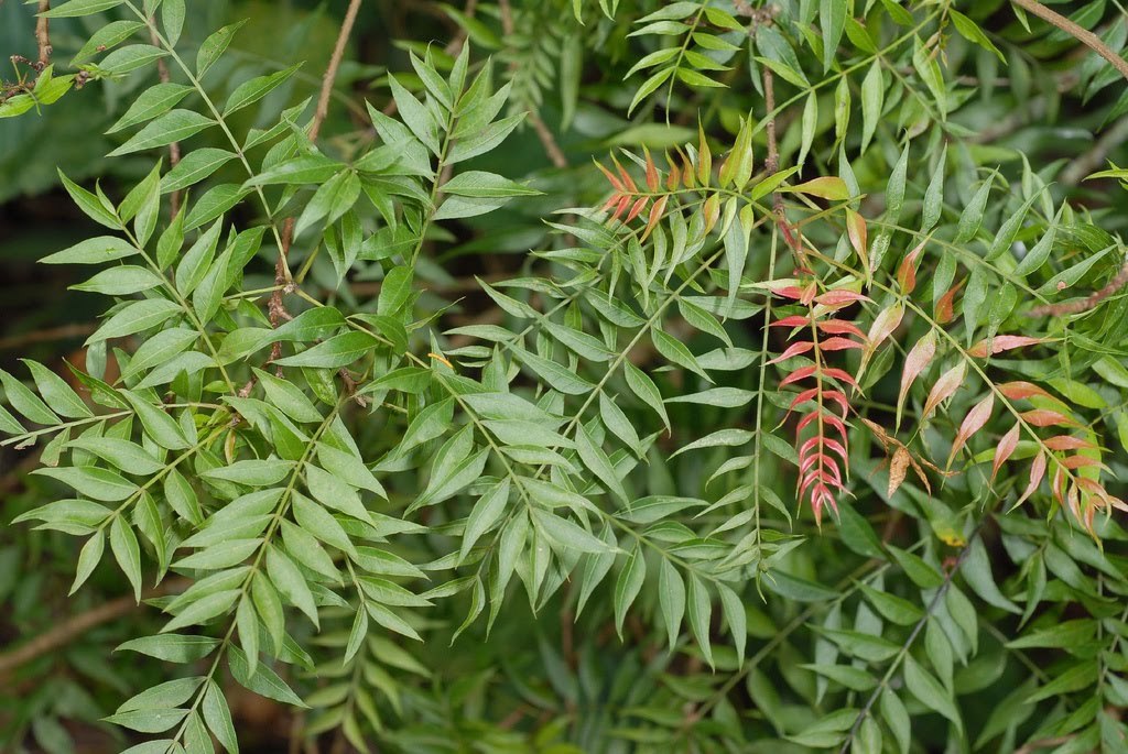Chinese Pistache, (Pistachio) Pistacia chinensis, Tree Seeds