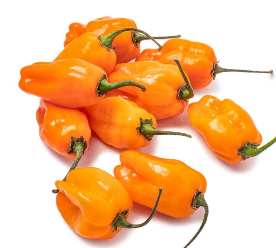 25 Fresh Hot Orange Habanero Premium Pepper Seeds-B 20