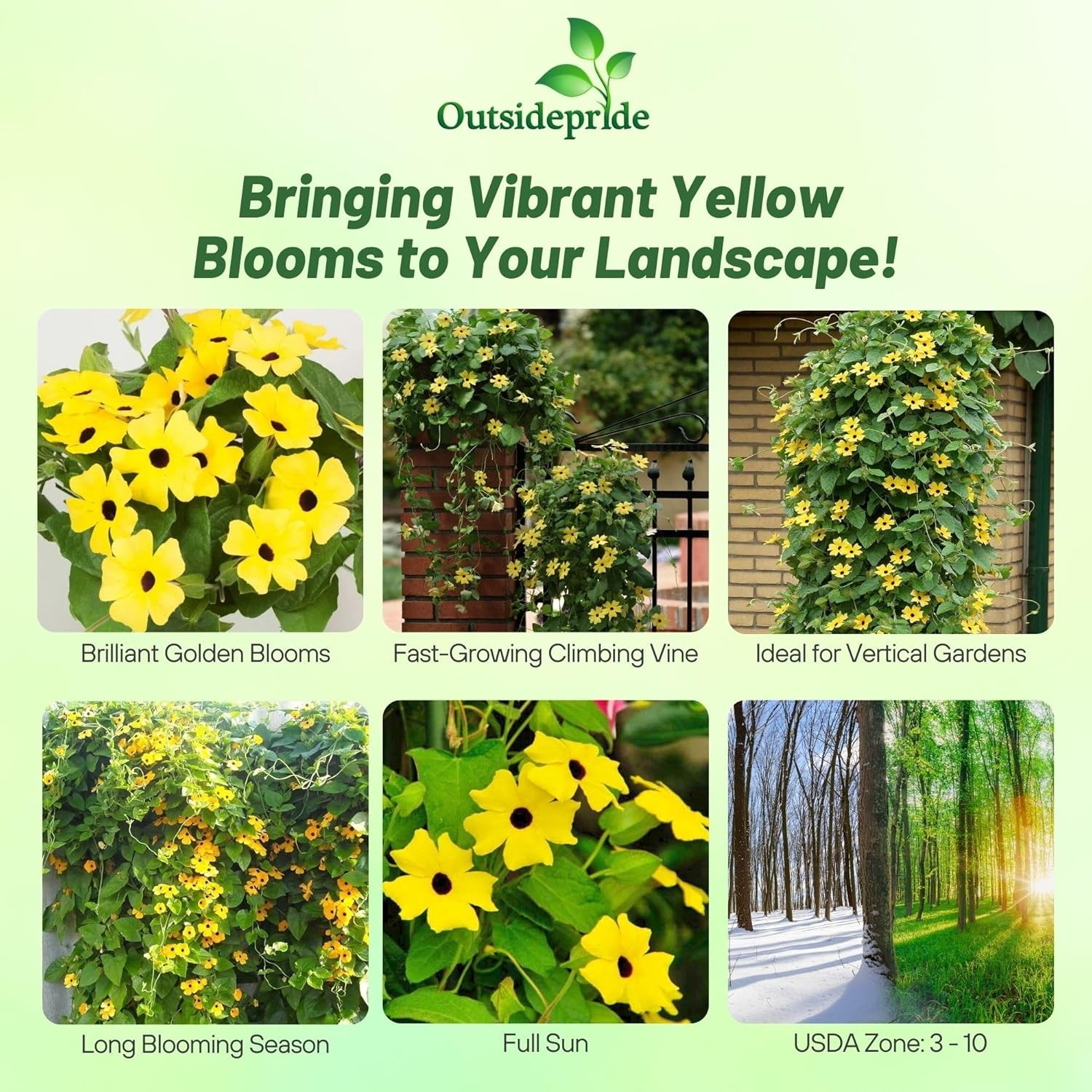 100 Seeds Thunbergia Seeds – Yellow Black Eyed Susan Vine Flower Seed