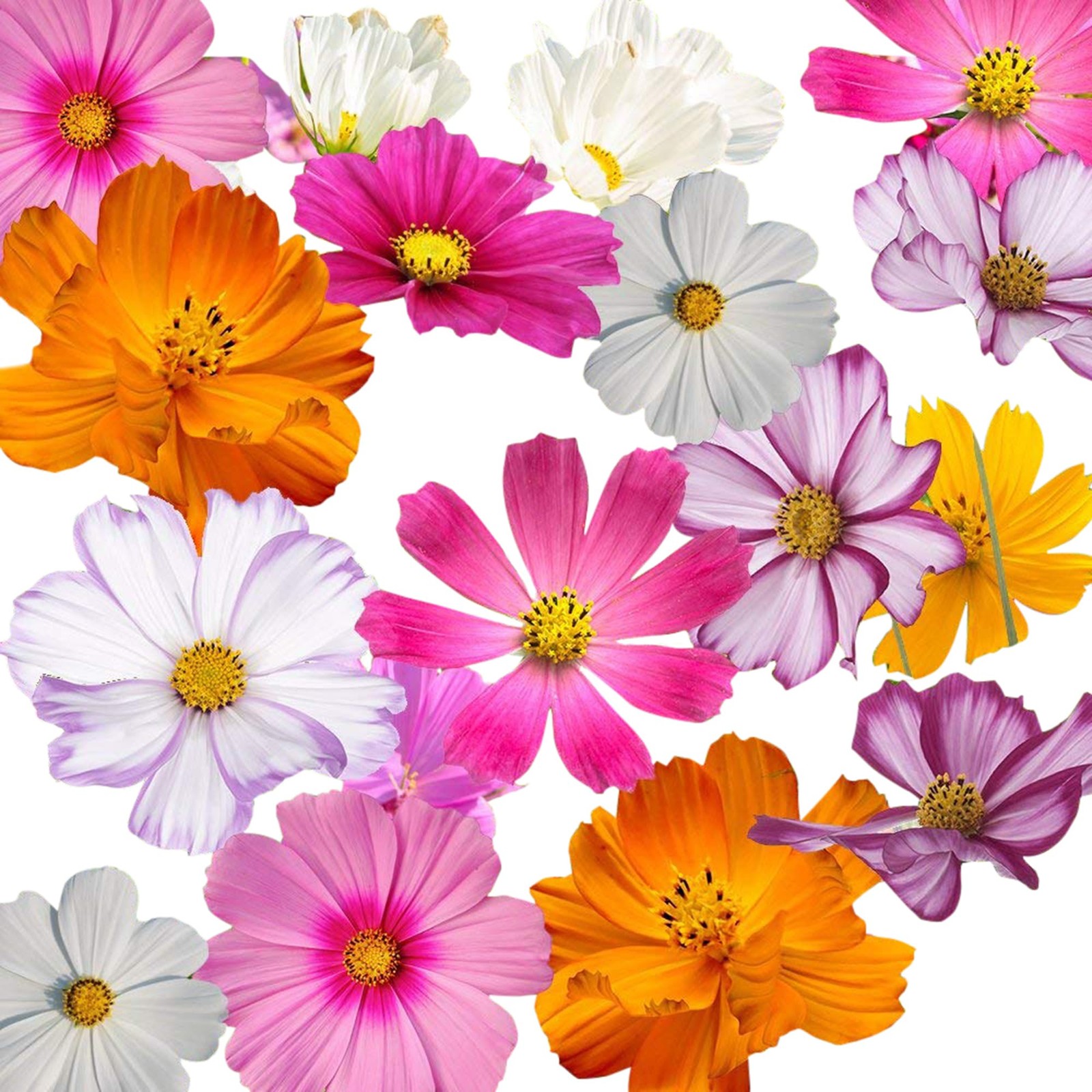 Cosmos Seeds in a Mixture of 11 Varieties – Long Blooming Period in All Zones…