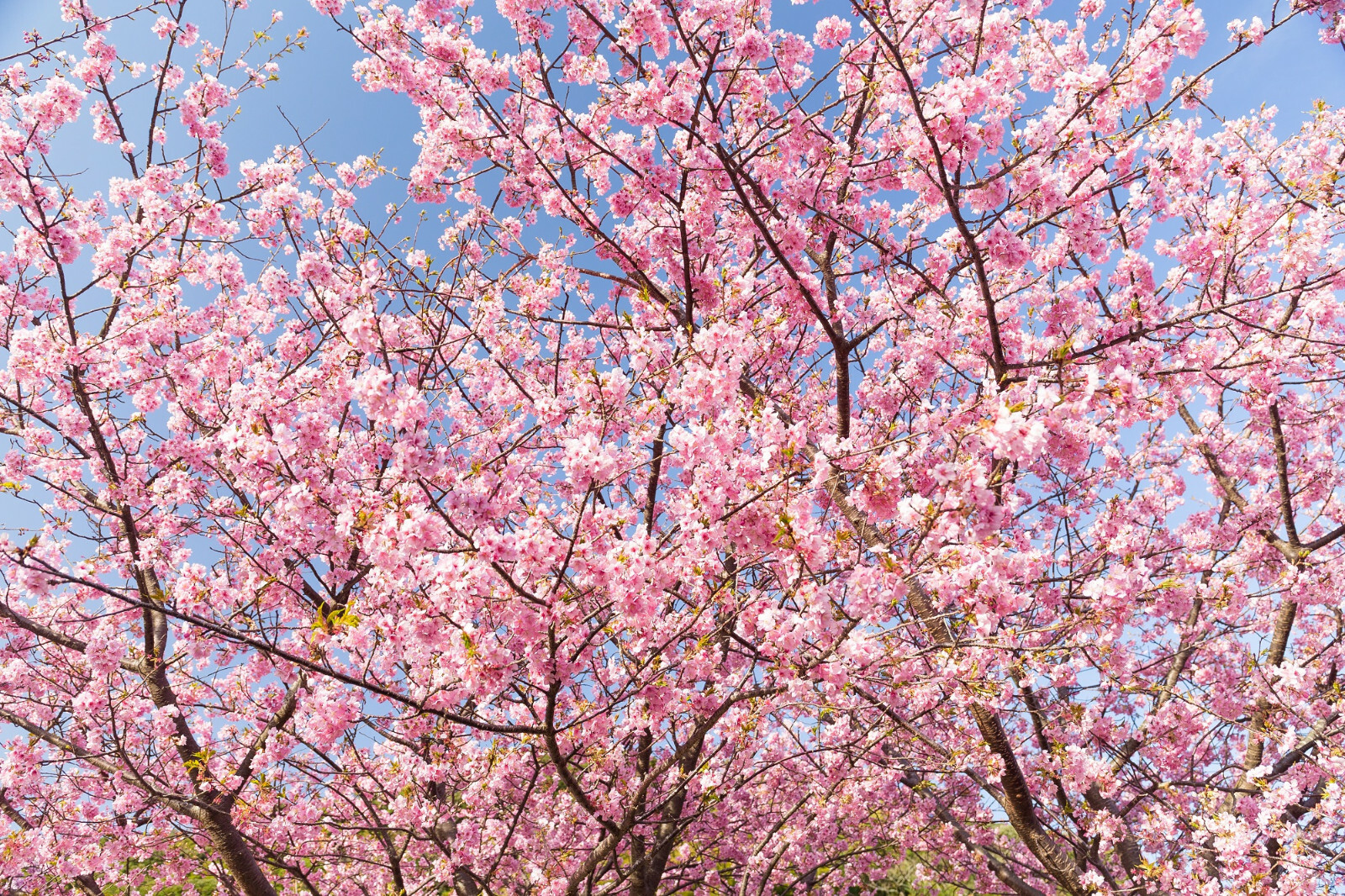 20 Japanese Cherry Blossom Tree Seeds, P. serrulata Pink Flowering Sakura Bonsai