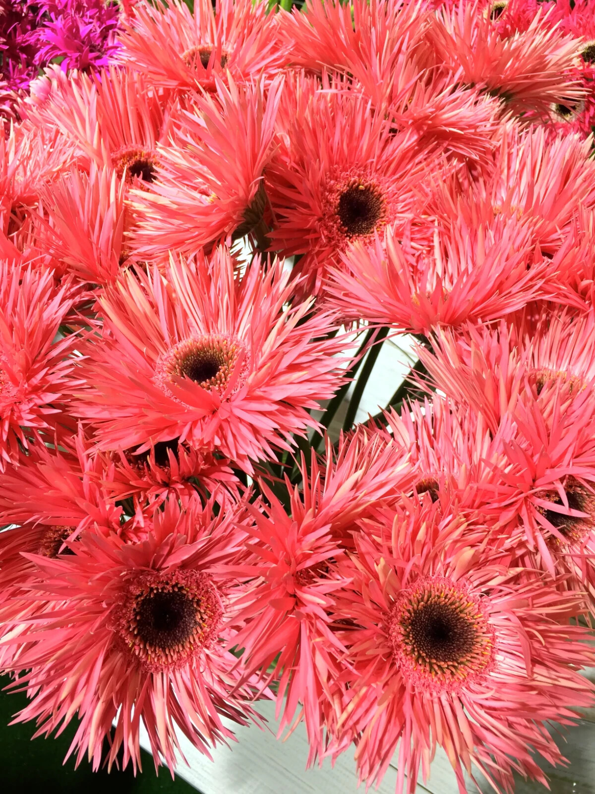 50+ Pink Gerbera Spider Daisy Seeds for Garden Planting – USA – FAST SHIPPING!