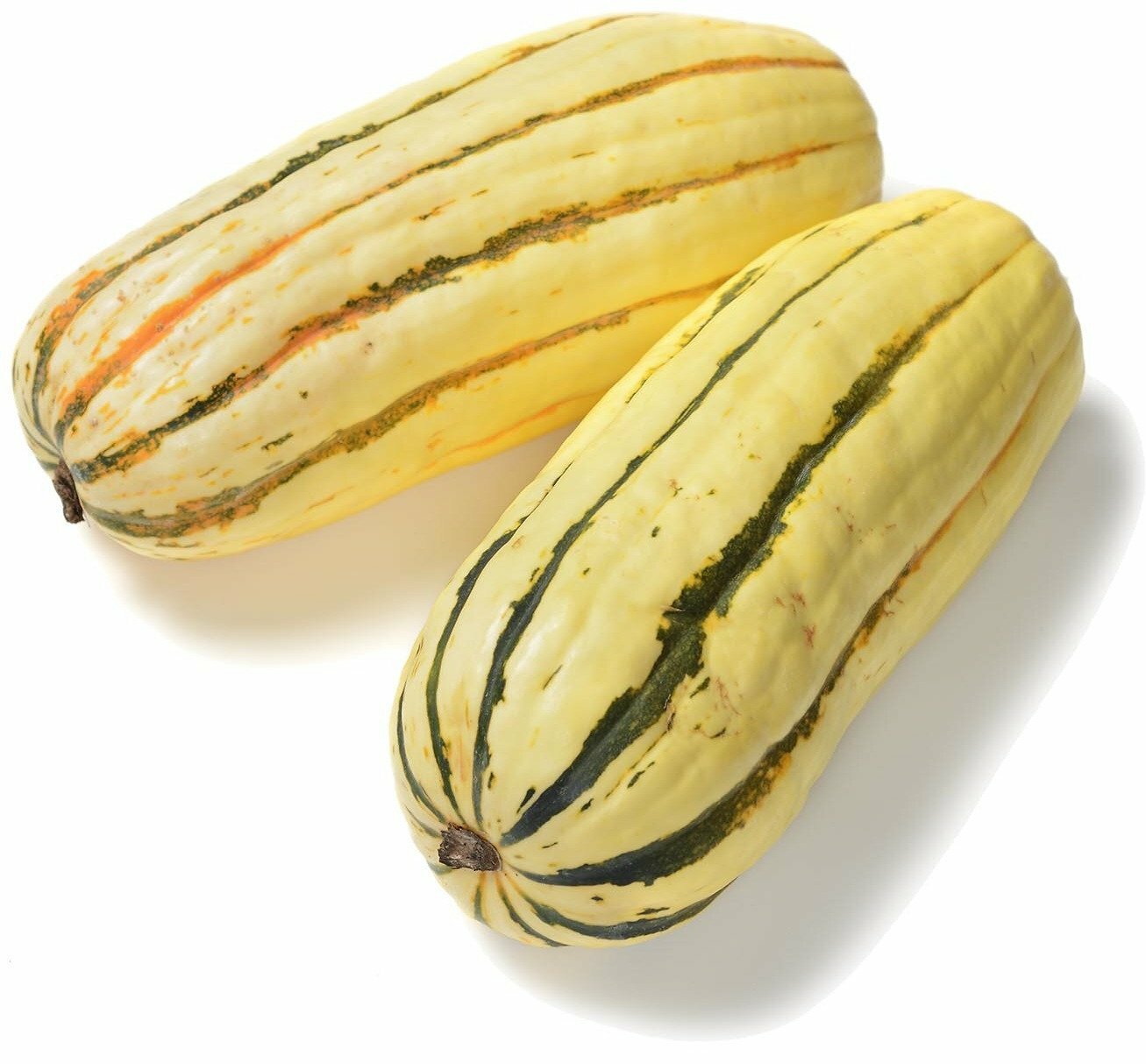 Organic Delicata Winter Squash – Cucurbita pepo