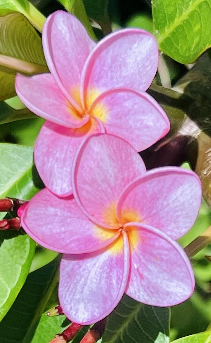 Plumeria Frangipani LIGHT PINK Hawaii Lei Flower Tree 10 Seeds FL Fresh 2024