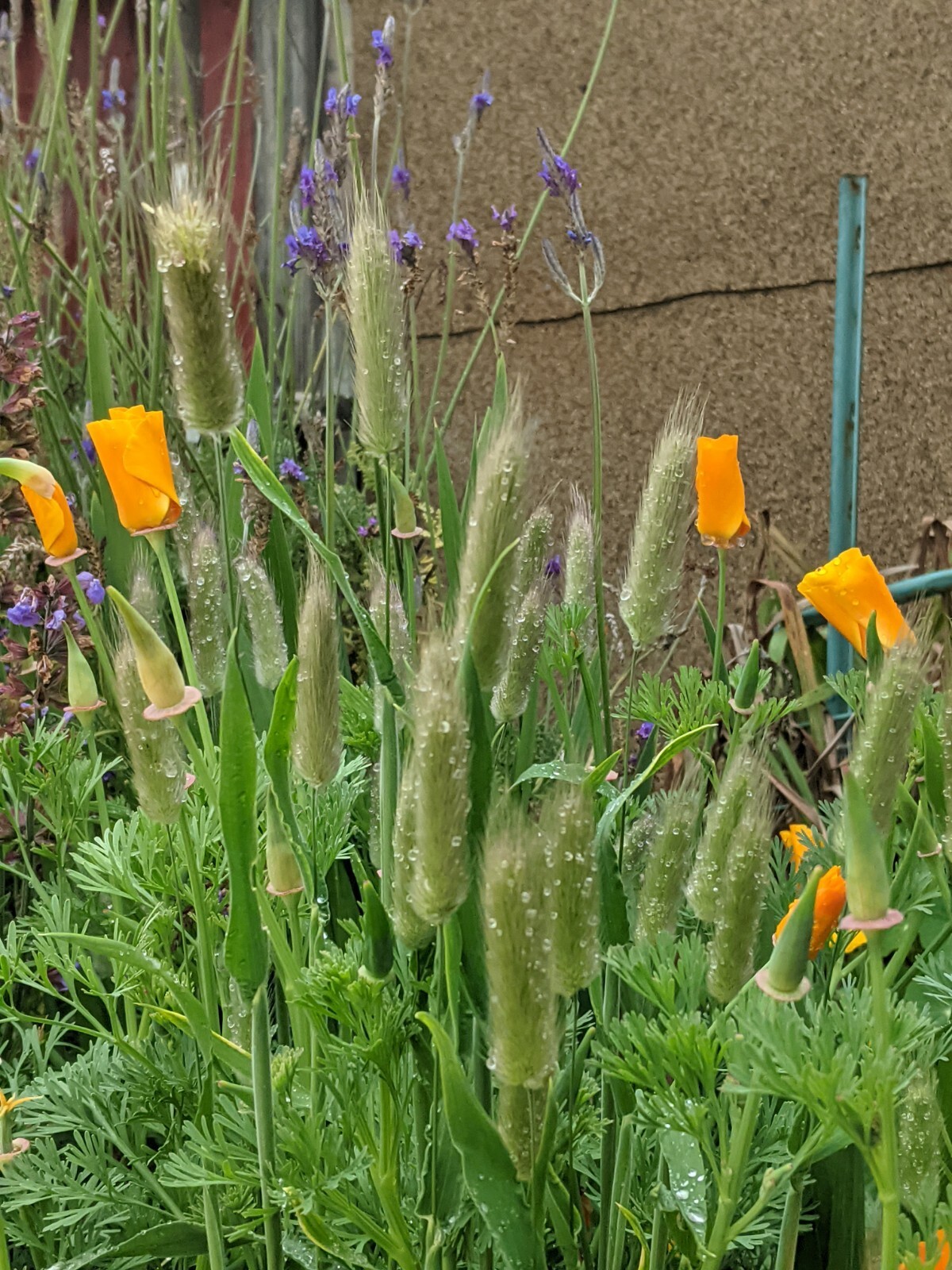 Bunny Tails Grass (200+ SEEDS) Lagurus ovatus Seeds. 2026 Crop. Grown In USA
