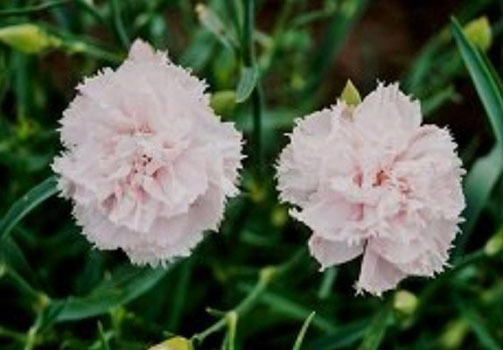 Dianthus caryophyllus Chabaud La France 10 seeds