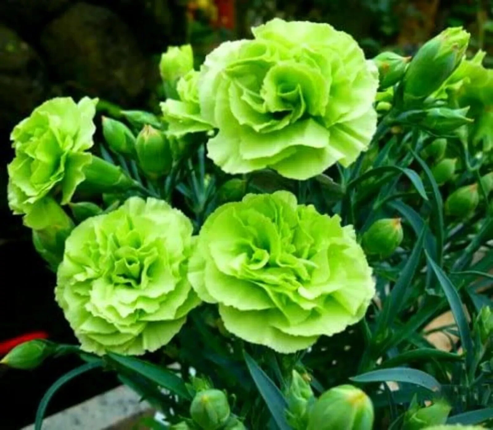 100 Bright Green Carnation Seeds Dianthus Flowers Seed Flower Perennial.